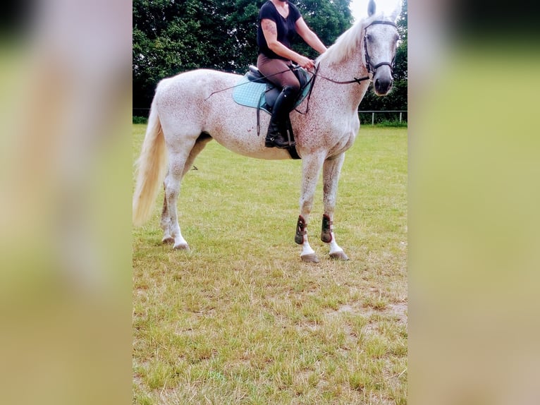 Holsteiner Merrie 15 Jaar 168 cm Vliegenschimmel in Mölln