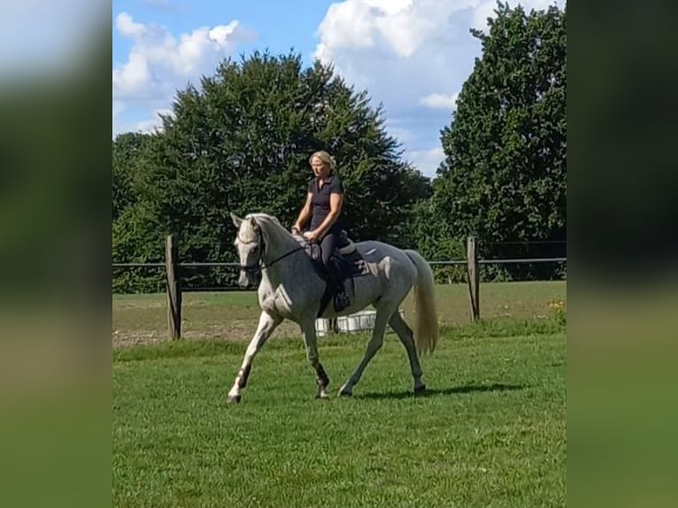 Holsteiner Merrie 15 Jaar 168 cm Vliegenschimmel in M&#xF6;lln