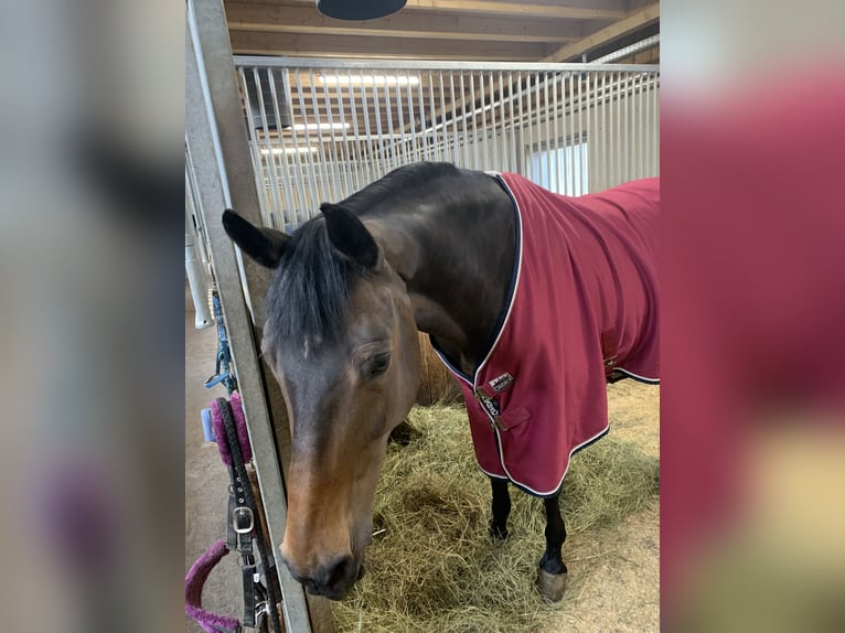 Holsteiner Merrie 15 Jaar 168 cm Zwart in Neustadt Dosse