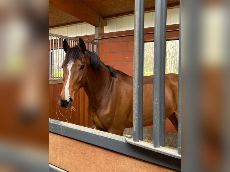 Holsteiner Merrie 15 Jaar 169 cm Bruin in Bargenstedt