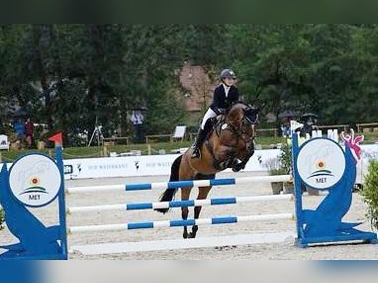 Holsteiner Merrie 15 Jaar 169 cm Bruin in Bargenstedt