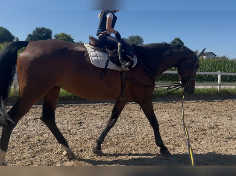 Holsteiner Merrie 15 Jaar 170 cm Bruin in Villmar