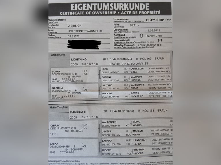 Holsteiner Merrie 15 Jaar 170 cm Donkerbruin in Bünsdorf