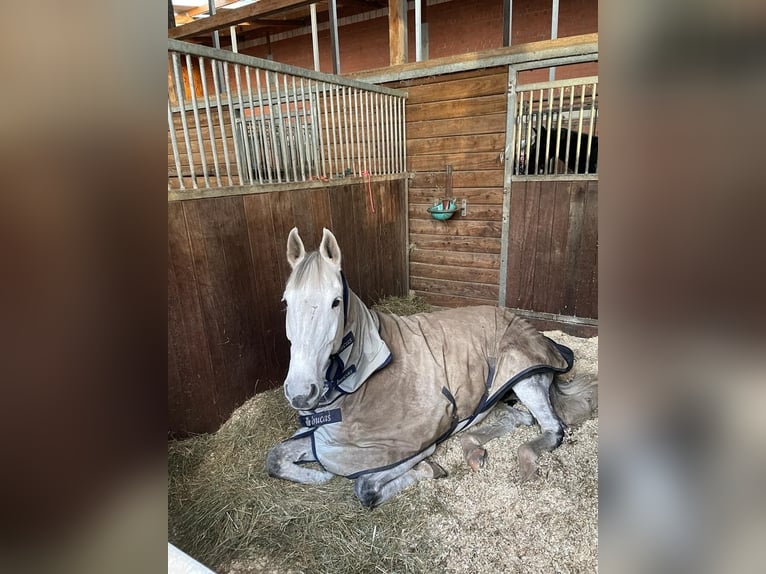 Holsteiner Merrie 15 Jaar 170 cm Schimmel in Schenefeld