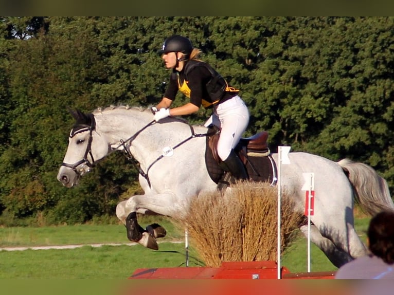 Holsteiner Merrie 15 Jaar 170 cm Schimmel in Nottensdorf