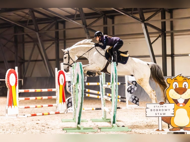 Holsteiner Merrie 15 Jaar 180 cm Vliegenschimmel in Dawidy