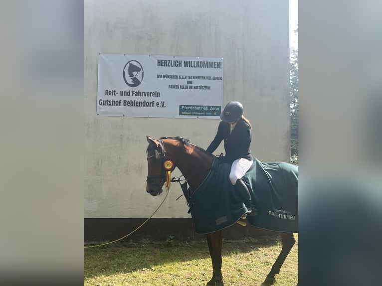 Holsteiner Merrie 16 Jaar 163 cm Bruin in Teupitz