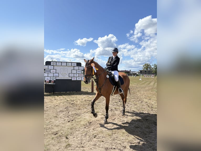 Holsteiner Merrie 16 Jaar 163 cm Bruin in Teupitz