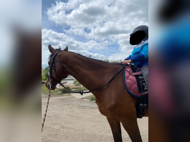 Holsteiner Merrie 16 Jaar 163 cm Bruin in Teupitz