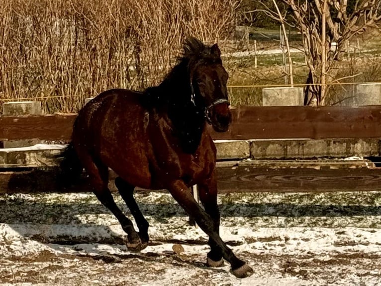 Holsteiner Merrie 16 Jaar 163 cm Bruin in Neukirch/Lausitz