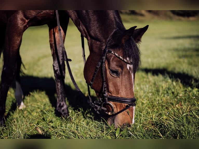 Holsteiner Merrie 16 Jaar 163 cm Donkerbruin in Dußlingen