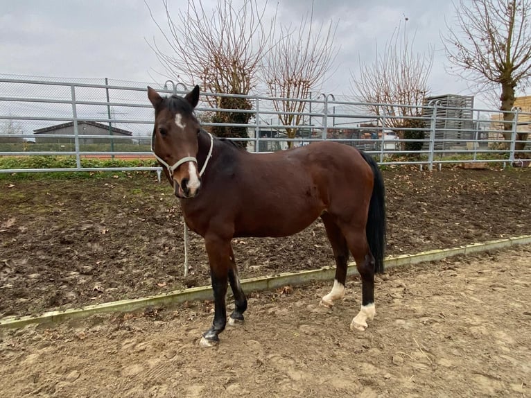 Holsteiner Merrie 16 Jaar 164 cm Bruin in Bahlingen am Kaiserstuhl