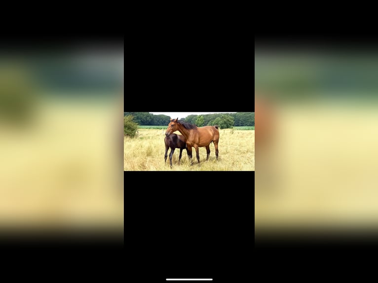 Holsteiner Merrie 16 Jaar 164 cm Bruin in Baden-Baden