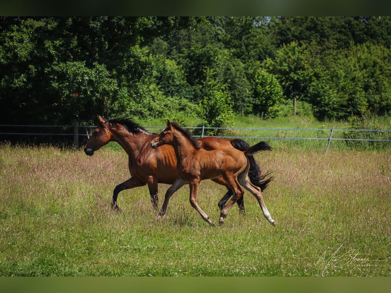 Holsteiner Merrie 16 Jaar 165 cm Bruin in Schacht-Audorf