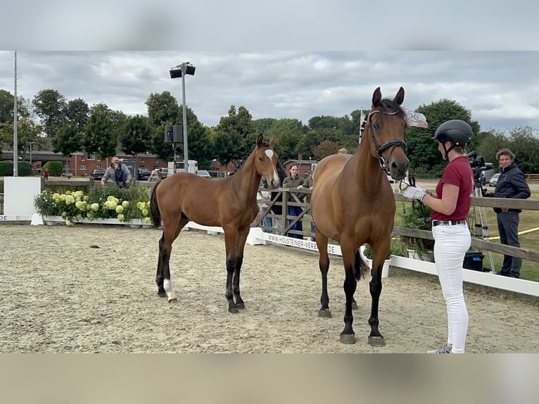 Holsteiner Merrie 16 Jaar 165 cm Bruin in Schacht-Audorf
