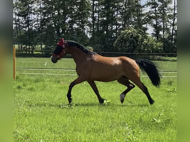 Holsteiner Merrie 16 Jaar 165 cm Bruin in Zerbst/Anhalt