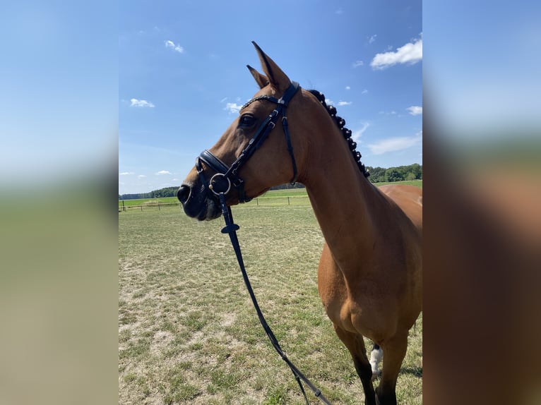 Holsteiner Merrie 16 Jaar 165 cm Bruin in Zerbst/Anhalt