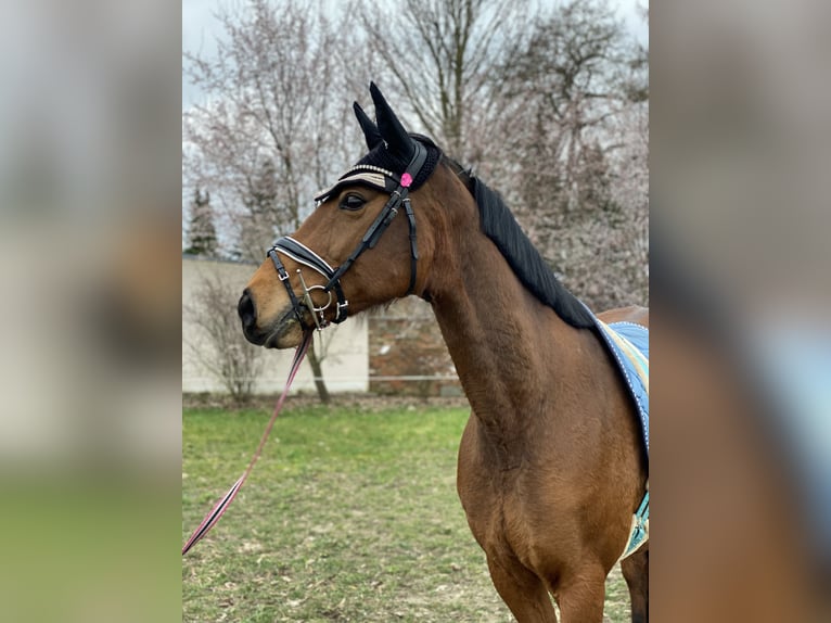Holsteiner Merrie 16 Jaar 165 cm Bruin in Zerbst/Anhalt