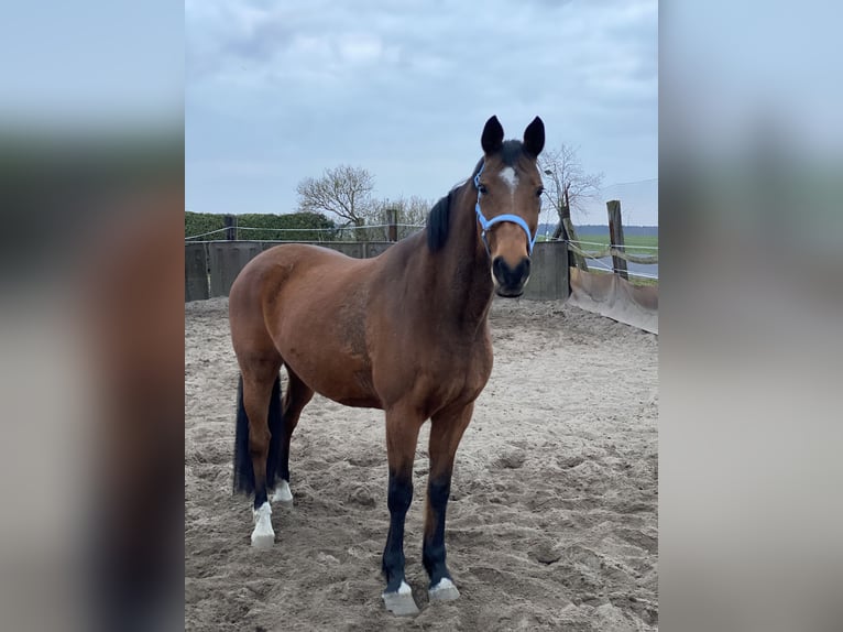 Holsteiner Merrie 16 Jaar 165 cm Bruin in Zerbst/Anhalt