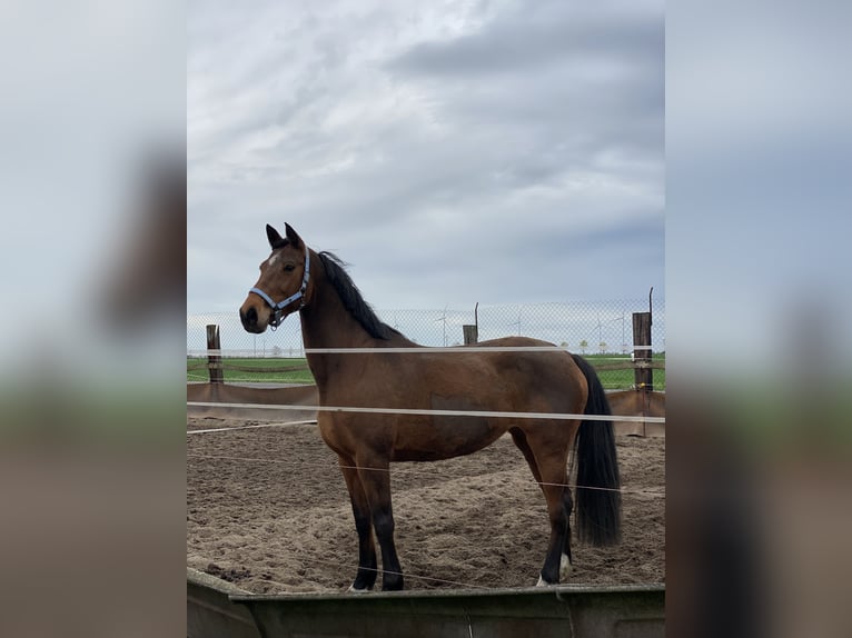 Holsteiner Merrie 16 Jaar 165 cm Bruin in Zerbst/Anhalt