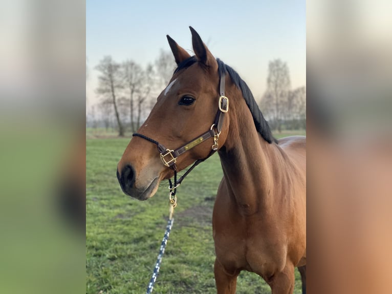 Holsteiner Merrie 16 Jaar 165 cm Bruin in Zerbst/Anhalt