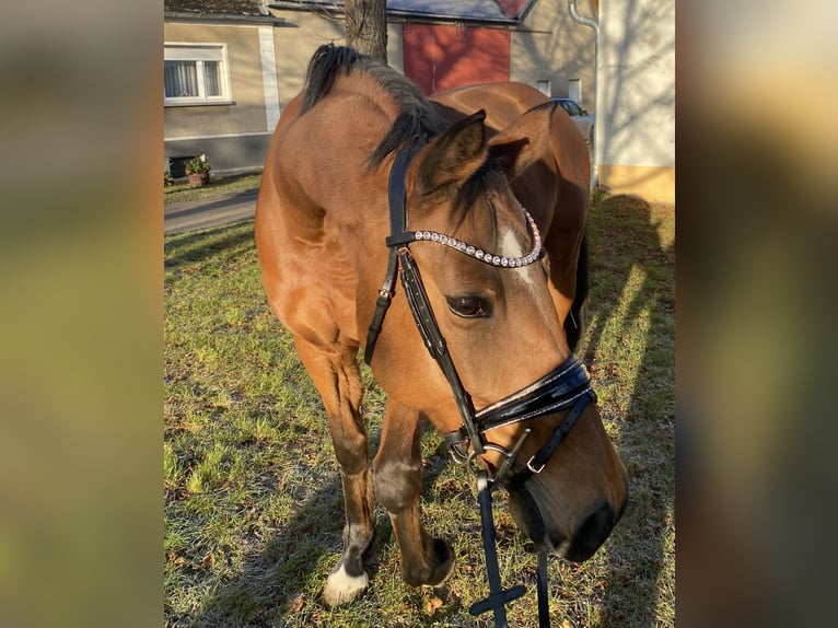 Holsteiner Merrie 16 Jaar 165 cm Bruin in Zerbst/Anhalt