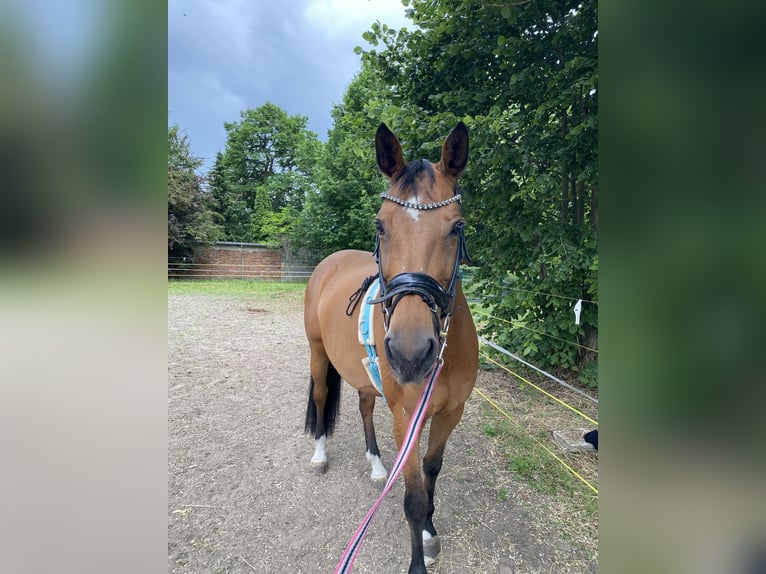 Holsteiner Merrie 16 Jaar 165 cm Bruin in Zerbst/Anhalt