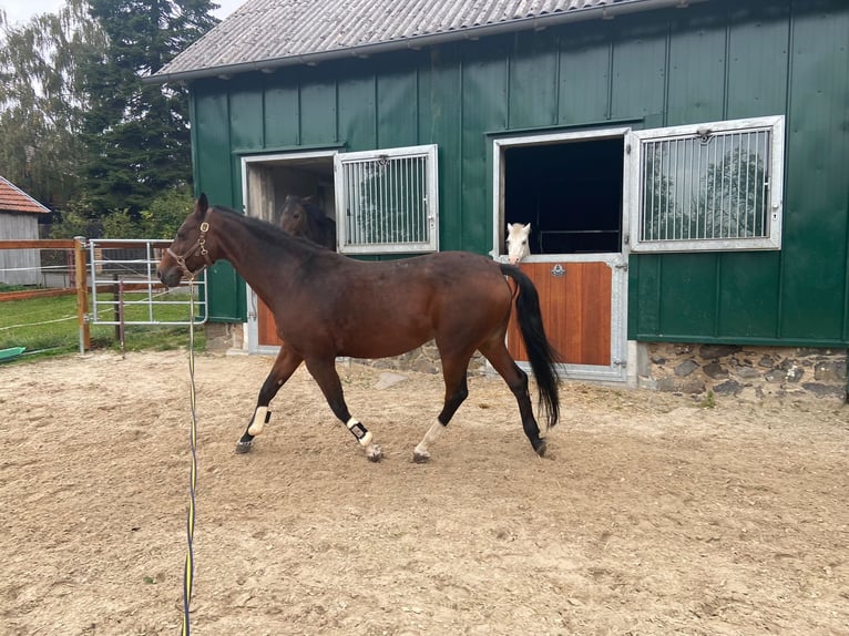 Holsteiner Merrie 16 Jaar 165 cm Bruin in Ulrichstein