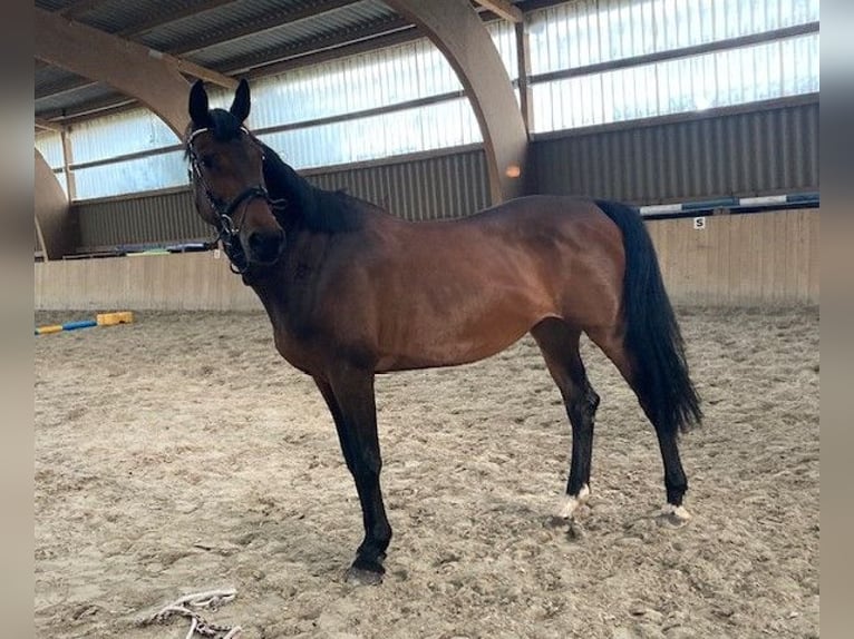 Holsteiner Merrie 16 Jaar 165 cm Bruin in Neukalen