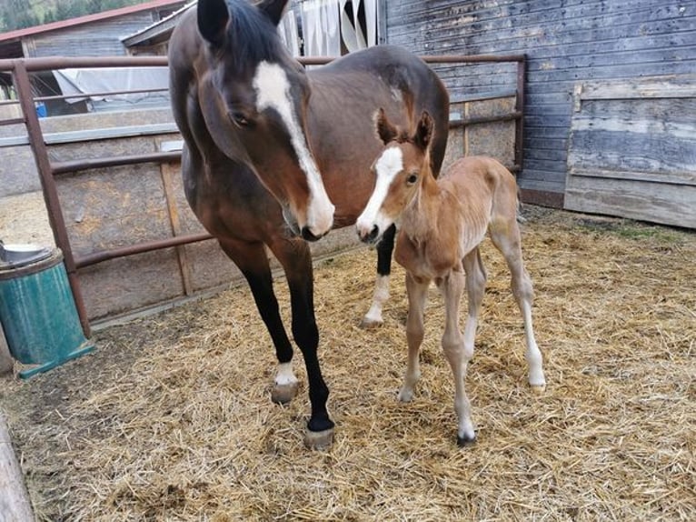 Holsteiner Merrie 16 Jaar 165 cm Donkerbruin in Dietfurt an der Altmühl