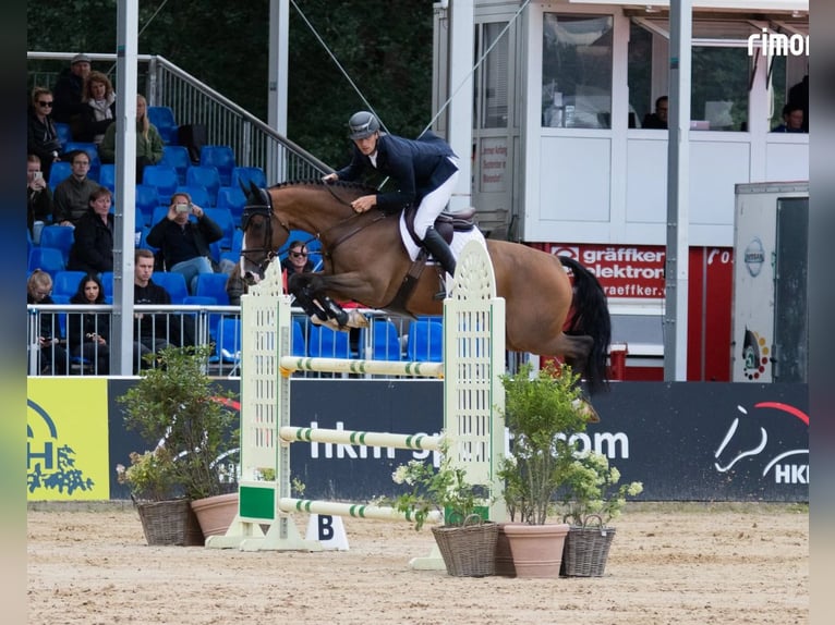 Holsteiner Merrie 16 Jaar 165 cm Donkerbruin in Dietfurt an der Altmühl