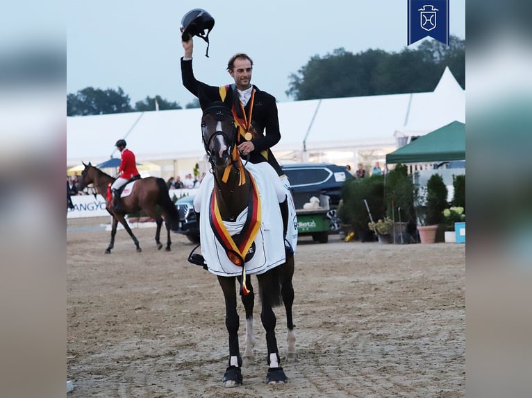 Holsteiner Merrie 16 Jaar 165 cm Donkerbruin in Dietfurt an der Altmühl