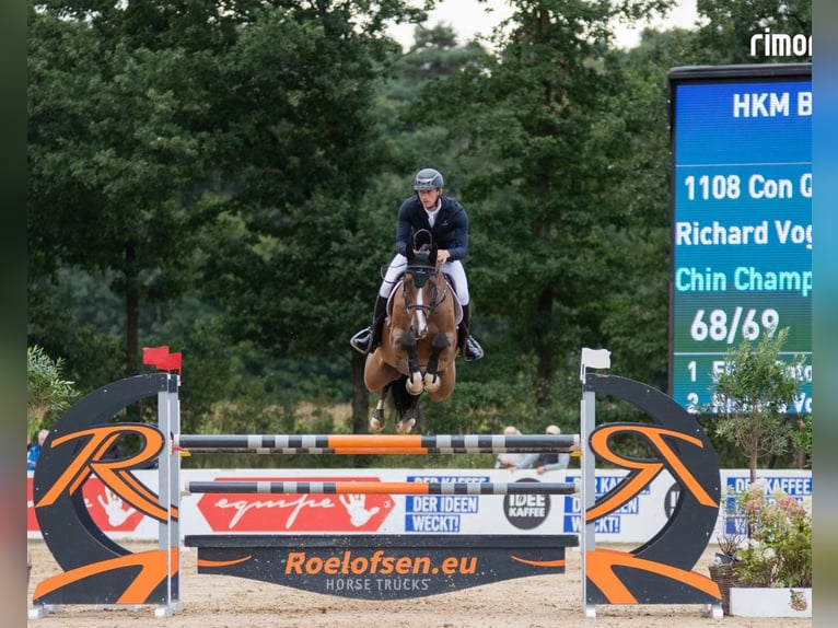 Holsteiner Merrie 16 Jaar 165 cm Donkerbruin in Dietfurt an der Altmühl