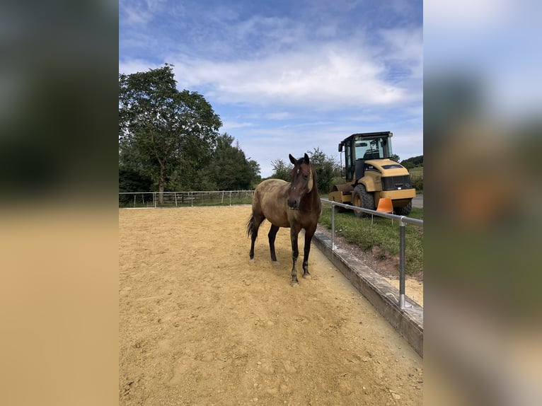 Holsteiner Merrie 16 Jaar 165 cm Donkerbruin in Illingen