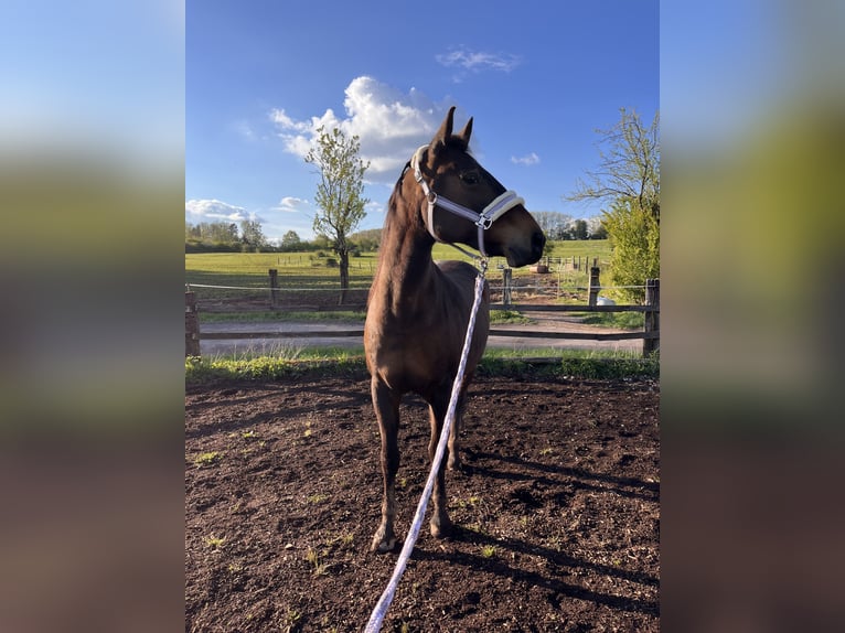 Holsteiner Merrie 16 Jaar 165 cm Donkerbruin in Illingen