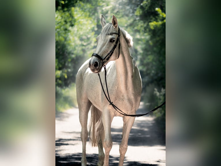 Holsteiner Merrie 16 Jaar 165 cm Schimmel in Kükels