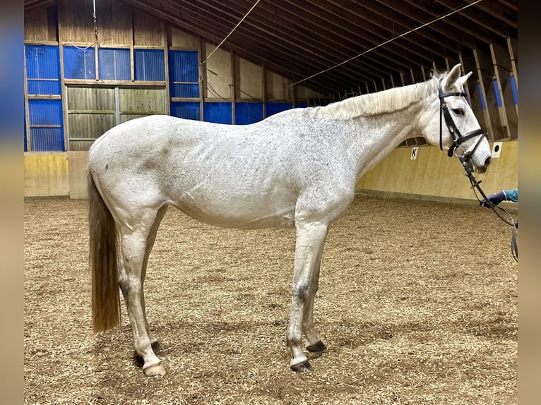 Holsteiner Merrie 16 Jaar 165 cm Schimmel in Schrobenhausen