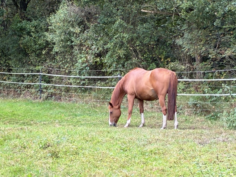 Holsteiner Merrie 16 Jaar 165 cm Vos in Hollenstedt