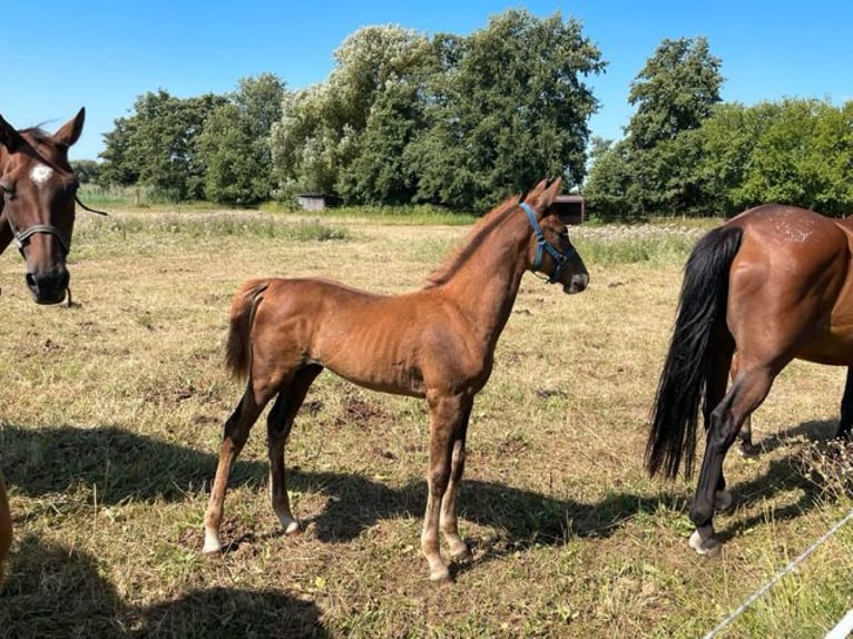 Holsteiner Merrie 16 Jaar 167 cm Bruin in Gießen