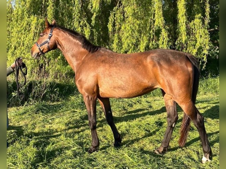 Holsteiner Merrie 16 Jaar 167 cm Bruin in Gießen