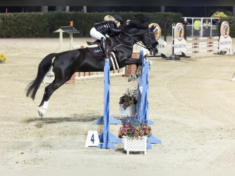 Holsteiner Merrie 16 Jaar 168 cm Zwart in Barcelona