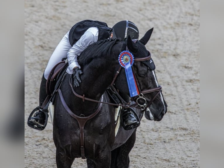 Holsteiner Merrie 16 Jaar 168 cm Zwart in Barcelona
