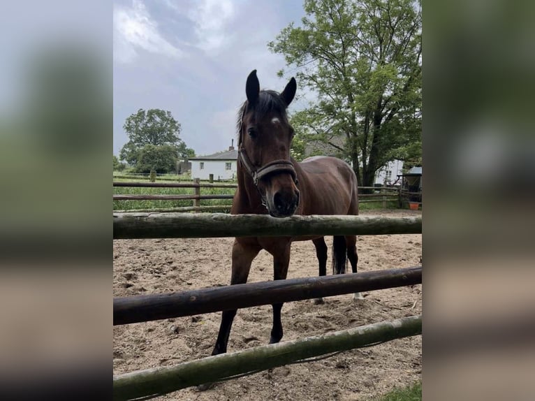Holsteiner Merrie 16 Jaar 170 cm Bruin in Köln