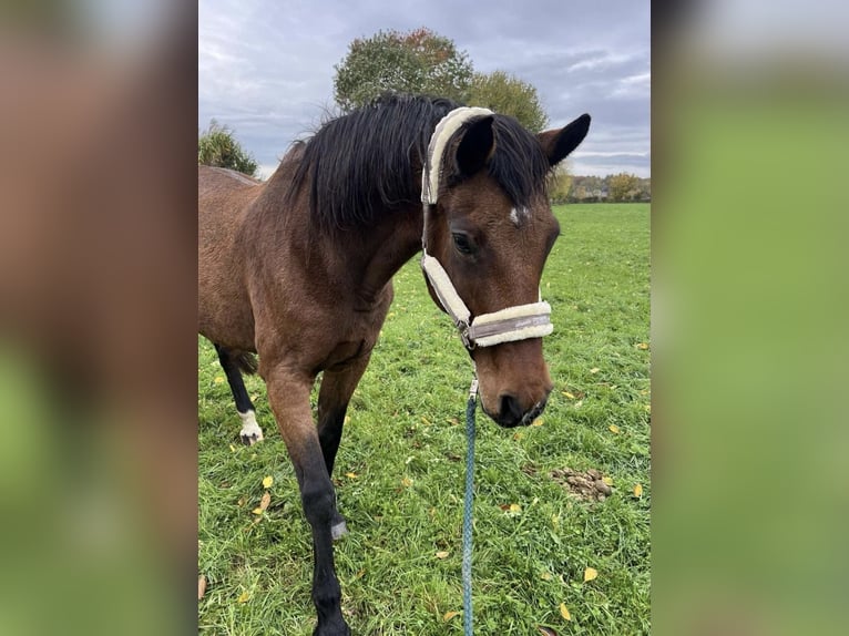 Holsteiner Merrie 16 Jaar 170 cm Bruin in Köln