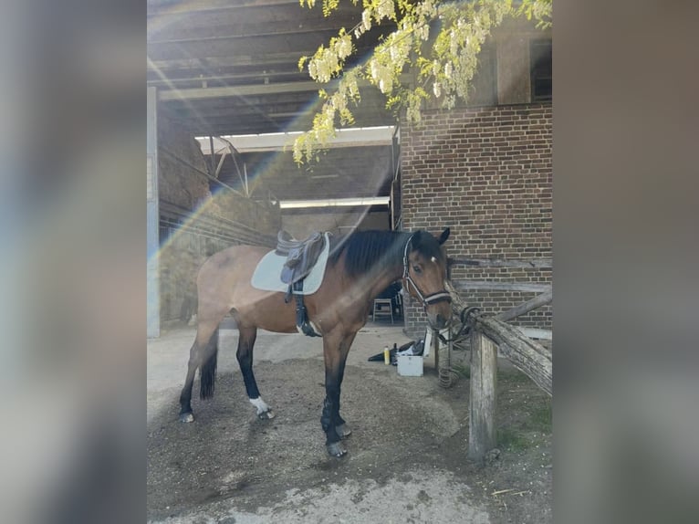 Holsteiner Merrie 16 Jaar 170 cm Bruin in Köln