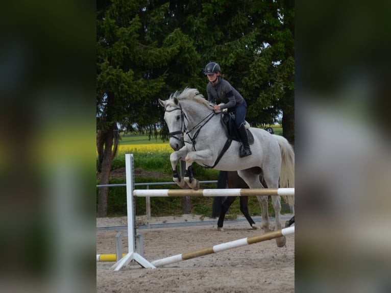 Holsteiner Merrie 16 Jaar 171 cm Schimmel in Langenbernsdorf