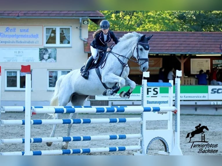 Holsteiner Merrie 16 Jaar 171 cm Schimmel in Langenbernsdorf