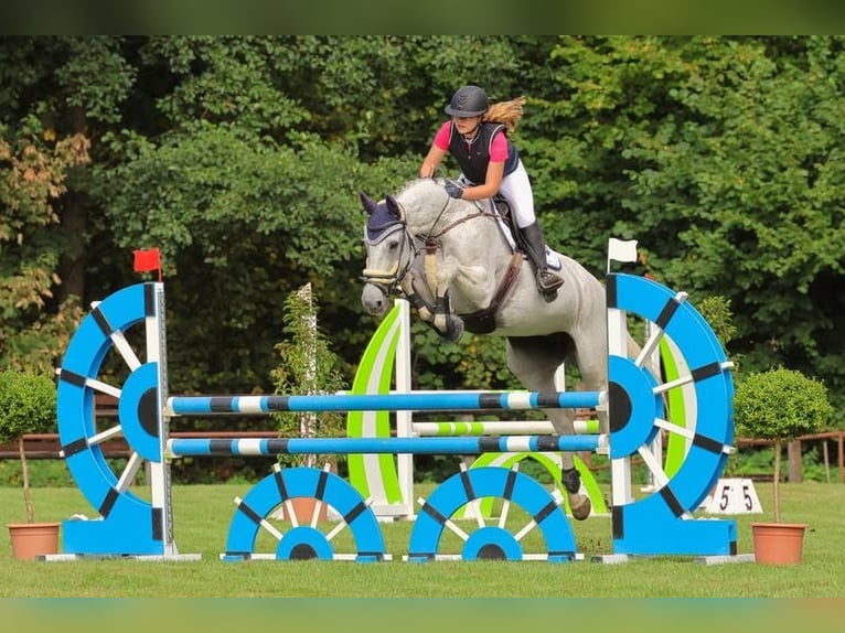 Holsteiner Merrie 16 Jaar 171 cm in Ahrensb&#xF6;k