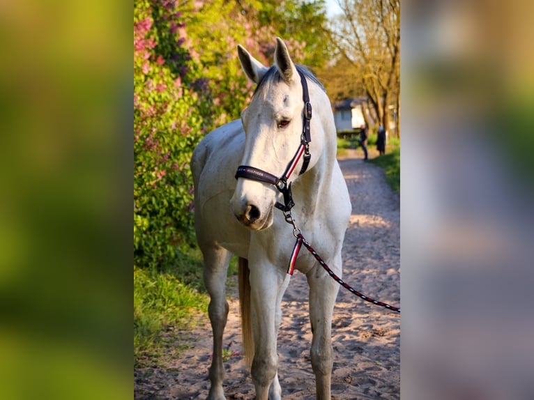 Holsteiner Merrie 16 Jaar 178 cm Appelschimmel in Berlin