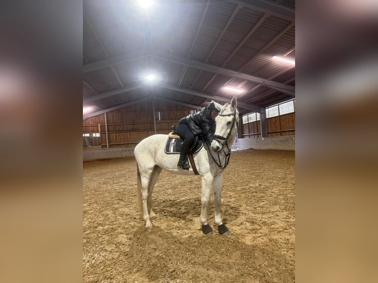 Holsteiner Merrie 16 Jaar 178 cm Appelschimmel in Berlin